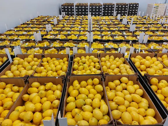 LAS MORERAS FRUIT & VEGGIES - Los Montesinos