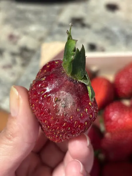 Frutería El Campo - Torrelavega