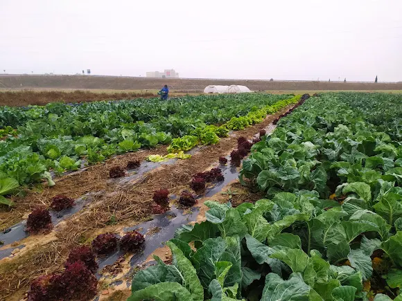 Ecohuerta Manchega - Frutas y verduras ecológicas entregadas en casa - Torralba de Calatrava