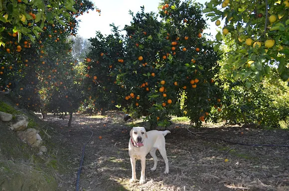 Naranjas y Limones "El Valle de Lecrín" - Frutería en Lecrin