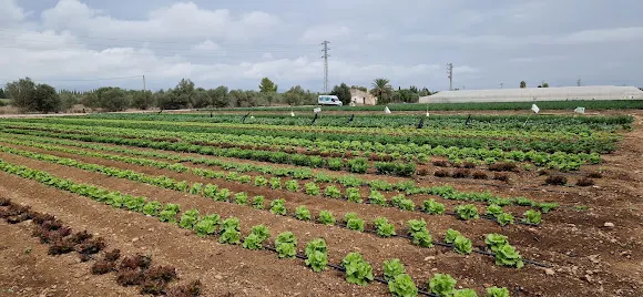 GastroEbre - Camarles