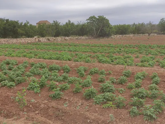 Fruites i verdures Ca Fiti - Frutería en Alcover