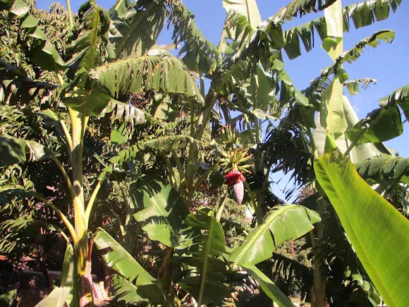 Finca Memé - San Sebastian de la Gomera