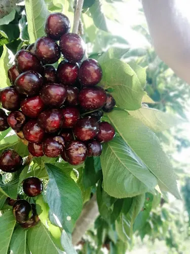 Frutas Mifra S.L. - Codos