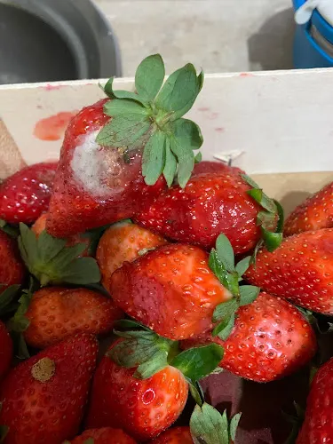 SuFruta - Frutería en Torrijos