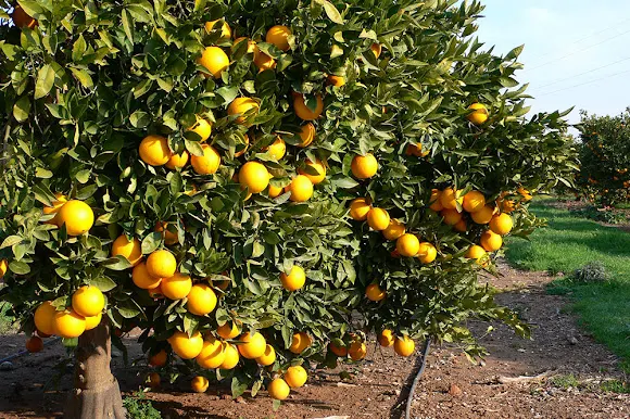 Naranjas Ché