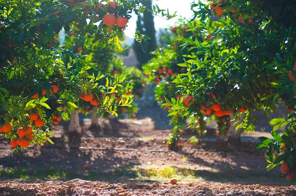 Campos de Azahar - Frutería en Mogente/Moixent
