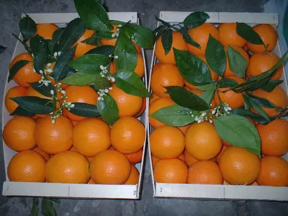 Naranjas Naturales - Frutería en Corbera