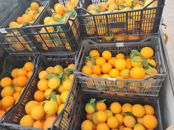 Naranjas del Turia