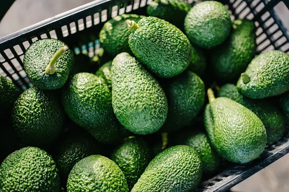 Aguacates de la terreta - Aguacates de Valencia